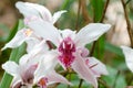 Cymbidium insigne orchid