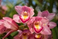 Cymbidium insigne Rolfe. Beautiful orchid.