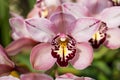 Cymbidium insigne Rolfe, Beautiful orchid.