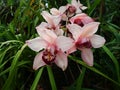 Cymbidium insigne Rolfe Orchid Romklao Botanical Garden under the Royal Initiative, Phitsanulok, Thailand