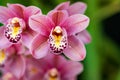 Cymbidium mini Rincon Fairy Pink Perfection orchid