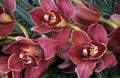 Cymbidium orchid Royalty Free Stock Photo