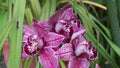 Cymbidium orchid