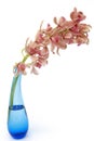 Cymbidium orchid in blue glass vase