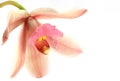 Cymbidium orchid flower Royalty Free Stock Photo