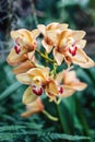 Cymbidium orchid flowers with leaves isolated on out of focus garden background