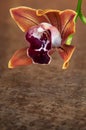 Cymbidium Orchid Pendulous Royalty Free Stock Photo
