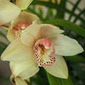 Cymbidium orchid. Shallow depth of field Royalty Free Stock Photo