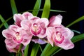 Cymbidium Orchids Royalty Free Stock Photo