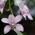 Cymbidium orchids