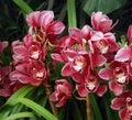 Cymbidium orchids