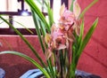 Cymbidium Orchids