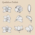 Cymbidium Orchids set by hand drawing.