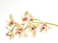 Cymbidium on white