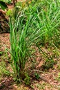 Cymbopogon, also known as lemongrass, barbed wire grass, silky heads, Cochin grass, Malabar grass, oily heads, citronella grass