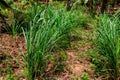 Cymbopogon, also known as lemongrass, barbed wire grass, silky heads, Cochin grass, Malabar grass, oily heads, citronella grass