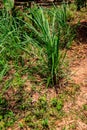 Cymbopogon, also known as lemongrass, barbed wire grass, silky heads, Cochin grass, Malabar grass, oily heads, citronella grass