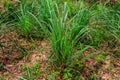 Cymbopogon, also known as lemongrass, barbed wire grass, silky heads, Cochin grass, Malabar grass, oily heads, citronella grass