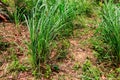 Cymbopogon, also known as lemongrass, barbed wire grass, silky heads, Cochin grass, Malabar grass, oily heads, citronella grass