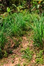 Cymbopogon, also known as lemongrass, barbed wire grass, silky heads, Cochin grass, Malabar grass