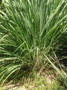 Cymbopogon citratus Royalty Free Stock Photo