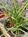 Cymbopogon citratus plants are green and fresh