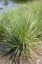 Cymbopogon citratus plants