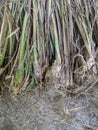 Cymbopogon citratus or serai plant, west indian lemon grass, sereh stem on the ground Royalty Free Stock Photo