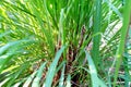 Cymbopogon nardus In the garden