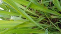 The Cymbopogon nardus plant, known in Indonesia as citronella, is the basic ingredient for telon oil