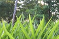 Cymbopogon, variously known as lemongrass, barbed wire grass, silky heads, Cochin grass or Malabar grass or.
