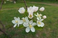 Cyme of apple blossom in April