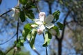 Cyme with buds and flower of apple tree