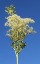 Meadowsweet inflorescence isolated on blue sky background