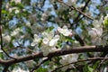 Cyme of flowers of apple tree in April