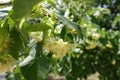 Cyme of flowers of linden in June