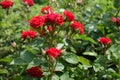 Cyme of red rose flowers and buds