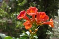 Cyme of reddish orange flowers of Campsis radicans