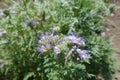 Cyme of violet bell-shaped flowers of lacy phacelia