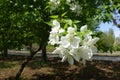 Cyme of white flowers of apple in April