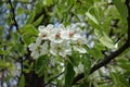 Cyme of white flowers of pear in April