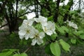 Cyme of white flowers of pear in spring