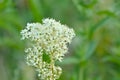 Meadowsweet flowers closeup - Filipendula ulmaria