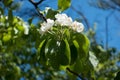Cyme of white pear flowers against the sky
