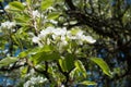 Cyme of white pear flowers in spring