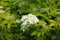 Cymes of gold leaf European elderberry Royalty Free Stock Photo