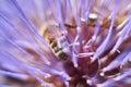 Bee on a purple flower of Cynara cardunculus plant Royalty Free Stock Photo