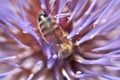 Bee on a purple flower of Cynara cardunculus plant Royalty Free Stock Photo