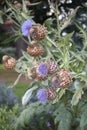 Cynara cardunculus plant Royalty Free Stock Photo