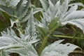 Cynara cardunculus plant Royalty Free Stock Photo